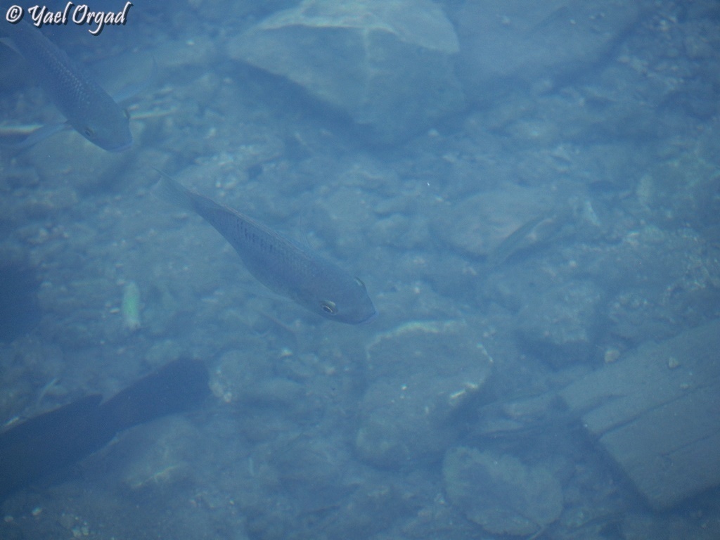 Yarqon bream (Acanthobrama telavivensis) — Cyprinidae