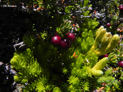 Austrolycopodium alboffii