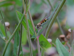 Dielis trifasciata
