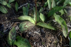 Erythronium helenae