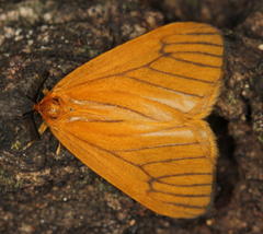 Cropera phlebitis