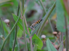 Dielis trifasciata