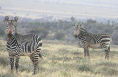 Equus zebra zebra