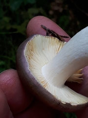 Russula firmula