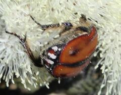 Trichostetha capensis