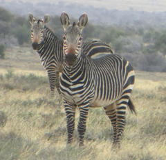Equus zebra zebra