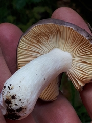 Russula firmula
