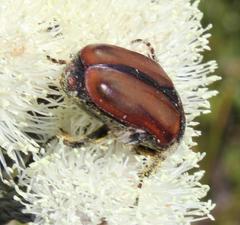 Trichostetha capensis