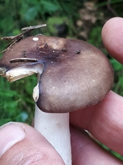 Russula firmula