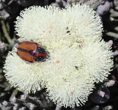 Trichostetha capensis