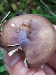 Russula firmula