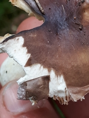Russula firmula