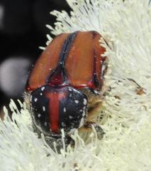 Trichostetha capensis