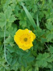 Trollius riederianus