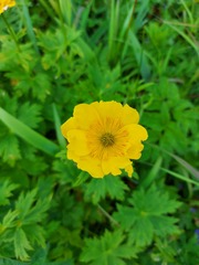 Trollius riederianus