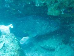 Epinephelus lanceolatus