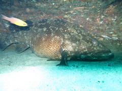 Epinephelus fuscoguttatus