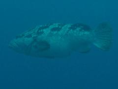 Epinephelus malabaricus
