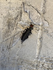 Epicauta atrata