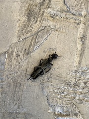Epicauta atrata