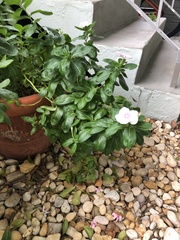 Catharanthus roseus image