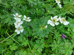 Anemonastrum villosissimum