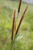 Golden Bristle Grass - Photo (c) Suvarna Parbhoo Mohan, some rights reserved (CC BY-NC), uploaded by Suvarna Parbhoo Mohan