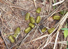 Thryonomys swinderianus