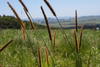 African Bristlegrass - Photo (c) Suvarna Parbhoo Mohan, some rights reserved (CC BY-NC), uploaded by Suvarna Parbhoo Mohan