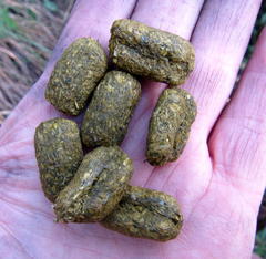 Thryonomys swinderianus