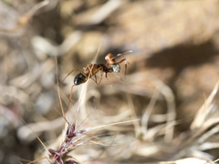 Camponotus semitestaceus