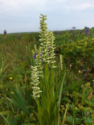 Limnorchis convallariifolia iNat (1)