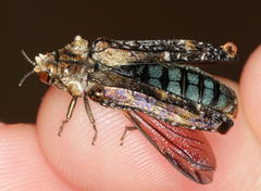 Anadora cupriventris