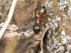 Camponotus semitestaceus