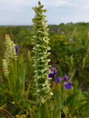 Platanthera convallariifolia