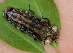 Anadora cupriventris