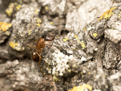 Camponotus semitestaceus