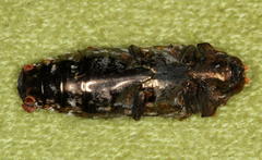 Anadora cupriventris