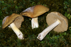 Boletus gertrudiae