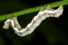 Calesia xanthognatha