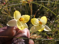 Cyanella alba flavescens