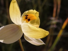 Cyanella alba flavescens