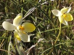 Cyanella alba flavescens
