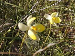 Cyanella alba flavescens