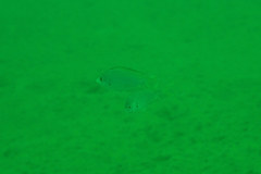 Teixeirichthys jordani