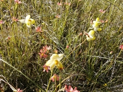 Cyanella alba flavescens