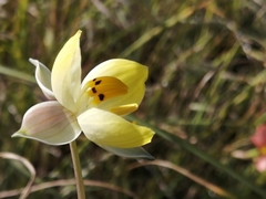 Cyanella alba flavescens