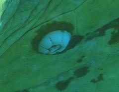 Chelonibia testudinaria