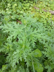 Blumenbachia insignis