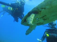 Chelonibia testudinaria